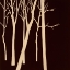 Picture of SEPIA FOREST 1