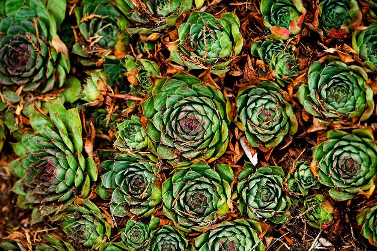 Picture of CABBAGE FLOWER 2