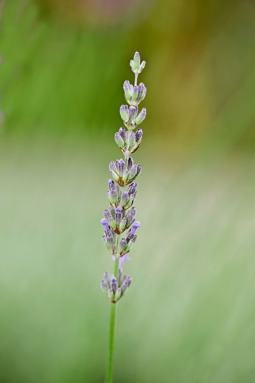 Picture of PURPLE BUD