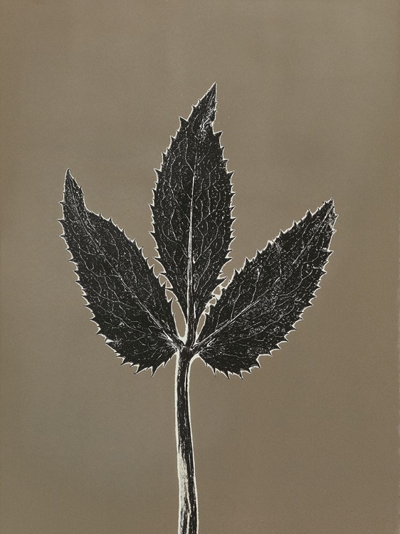 Picture of LEAF E