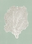 Picture of SEA FAN 1