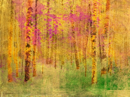 Picture of SPRING BIRCH TREES