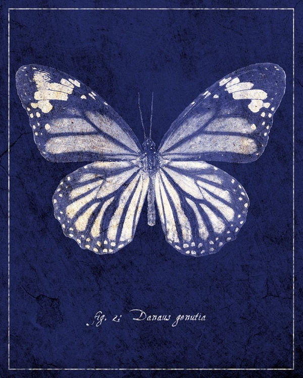 Picture of BUTTERFLY A