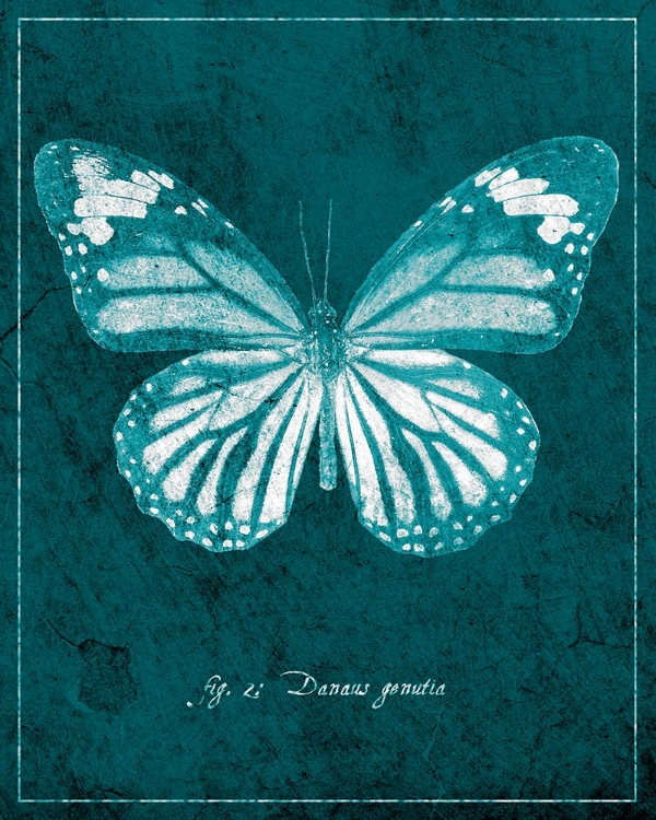 Picture of BUTTERFLY D
