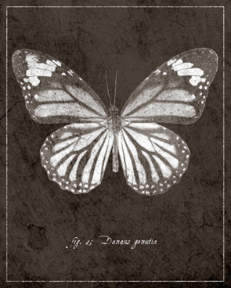 Picture of BUTTERFLY G