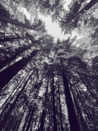 Picture of REDWOOD TREES BW