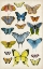 Picture of BUTTERFLY TAXONOMY II