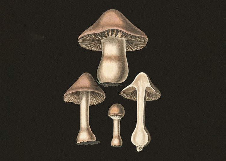 Picture of AGARICUS BULBOSUS  DARK BACKGROUND