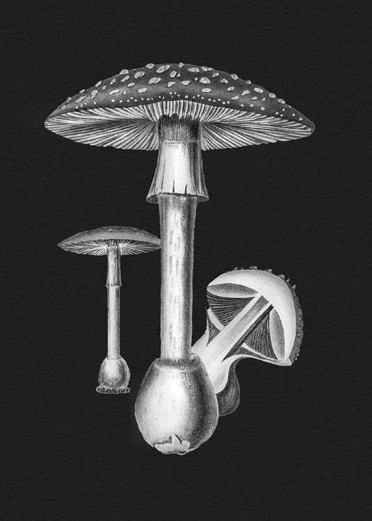 Picture of AMANITA MUSCARIA DARK BACKGROUND BW