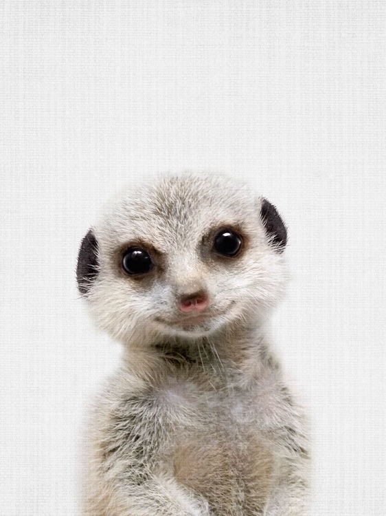 Picture of PEEKABOO BABY MEERKAT