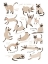 Picture of SIAMESE CAT PRINT