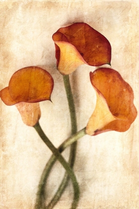 Picture of CALLA V