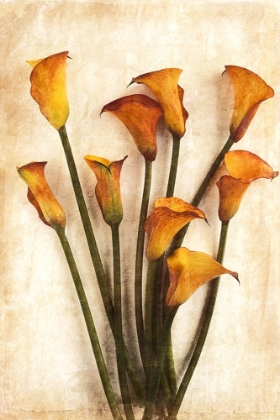 Picture of CALLA VI