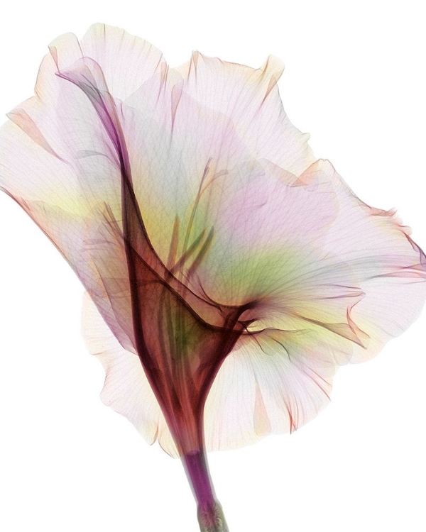 Picture of GLADIOLUS