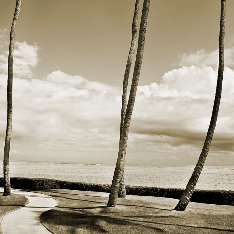 Picture of COCONUT PALMS III COCOS NUCIFERA, KAUNAKAKAI, MOLOKAI