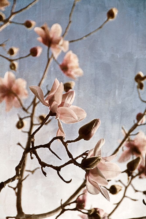 Picture of TULIP MAGNOLIA 1