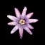 Picture of PASSION FLOWER