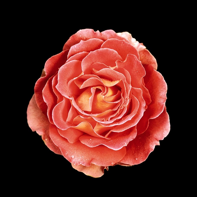 Picture of ROSE