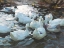 Picture of DUCKS BY THE LAKE 3