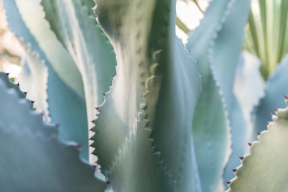 Picture of BLUE AGAVE II