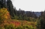 Picture of FLOWERS AMONG THE TREES