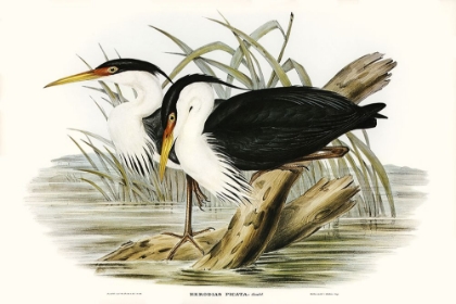 Picture of WATERBIRD PAIRING II