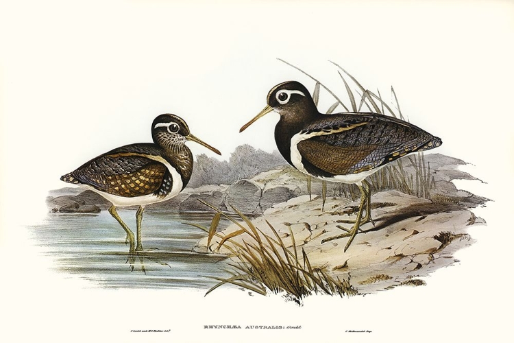 Picture of WATERBIRD PAIRING III