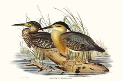 Picture of WATERBIRD PAIRING IV