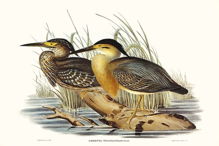 Picture of WATERBIRD PAIRING IV