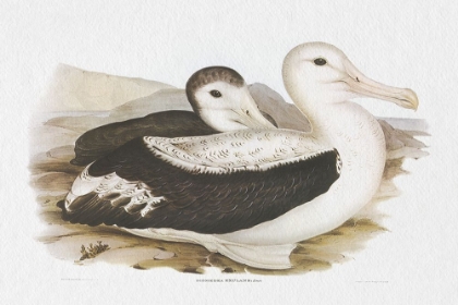 Picture of SEABIRD PAIRING III