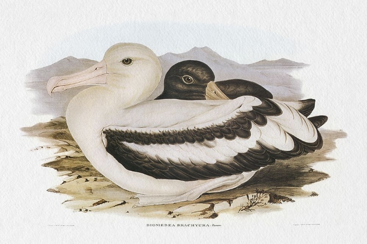 Picture of SEABIRD PAIRING IV