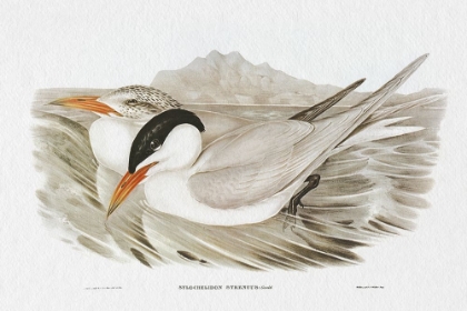 Picture of SEABIRD PAIRING VI