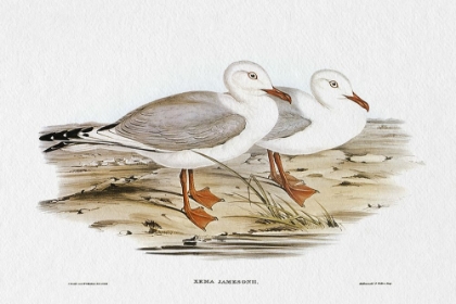 Picture of SEABIRD PAIRING VII