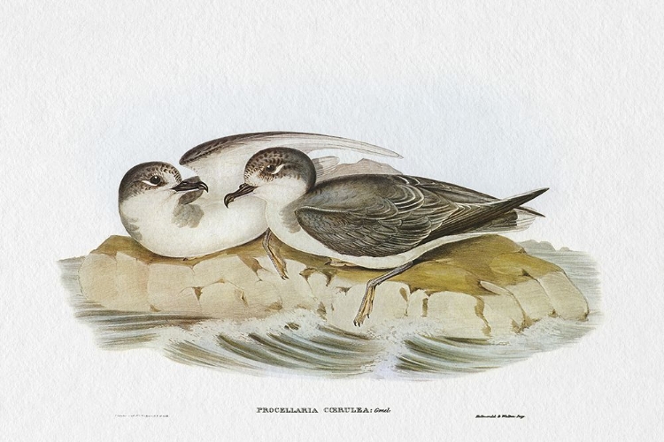 Picture of SEABIRD PAIRING VIII