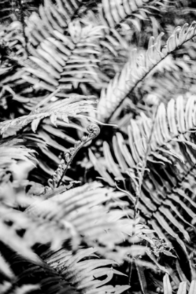 Picture of FOREST FERN