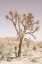 Picture of JOSHUA TREE