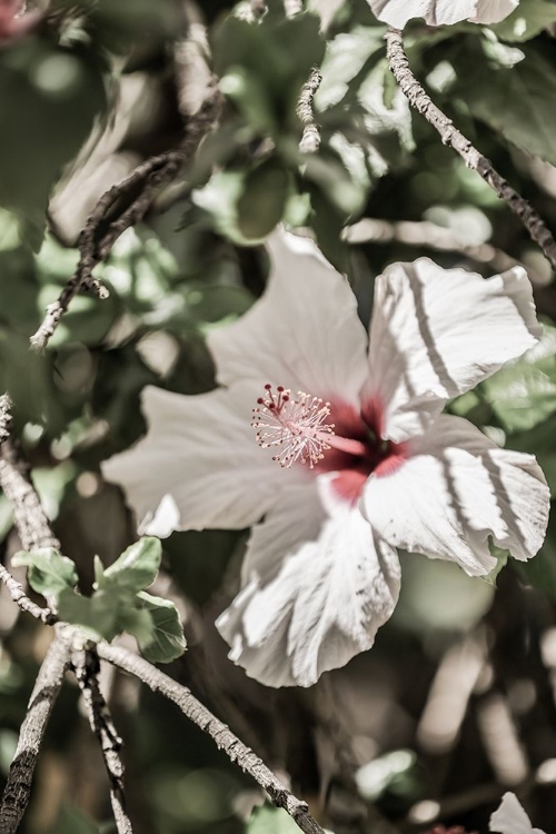 Picture of PALE PINK HIBISCUS