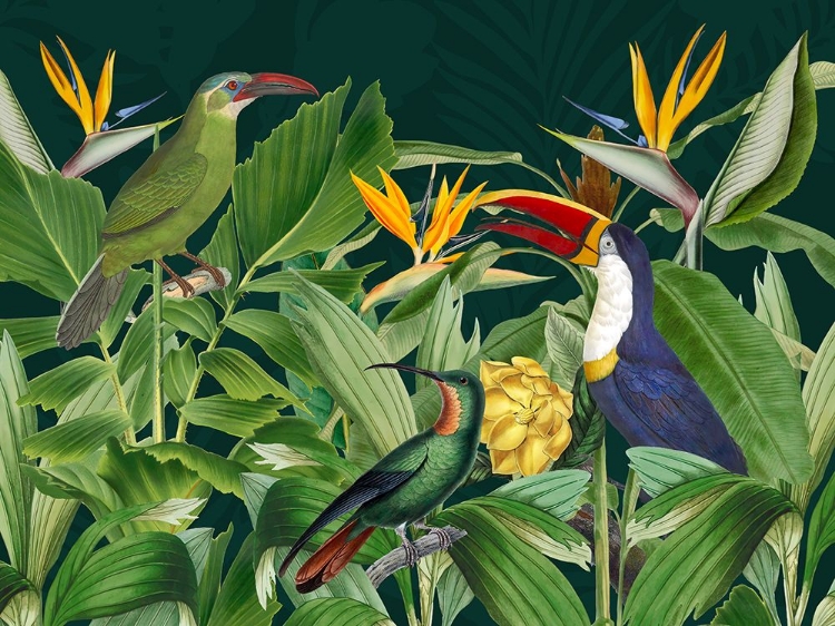 Picture of RAINFOREST BIRDS