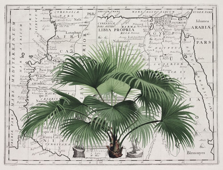 Picture of TROPICAL EMPIRE NO3