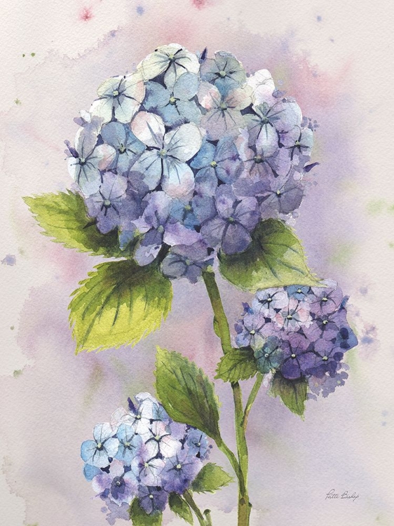 Picture of HYDRANGEA BLUE