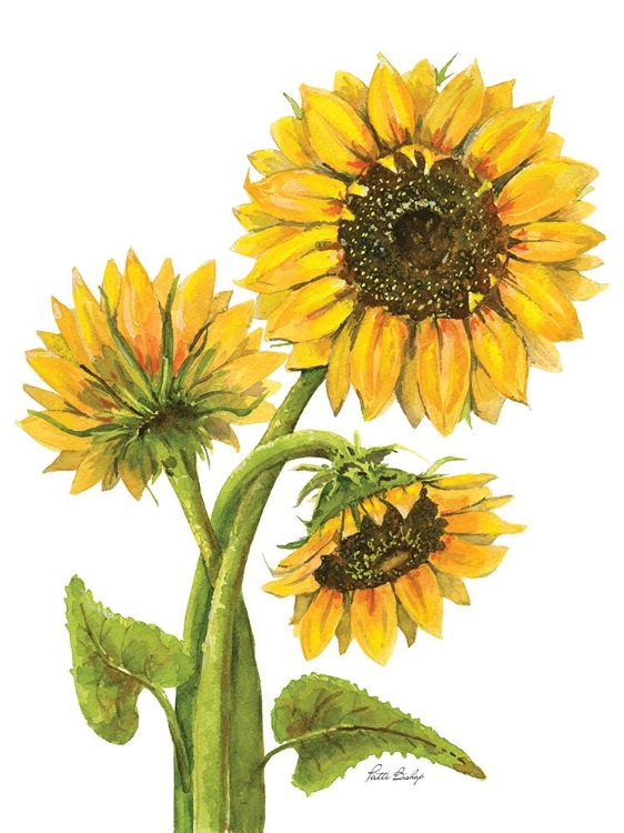 Picture of SUNFLOWER TRIO