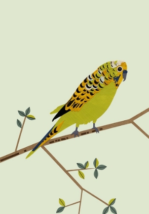 Picture of PARAKEET