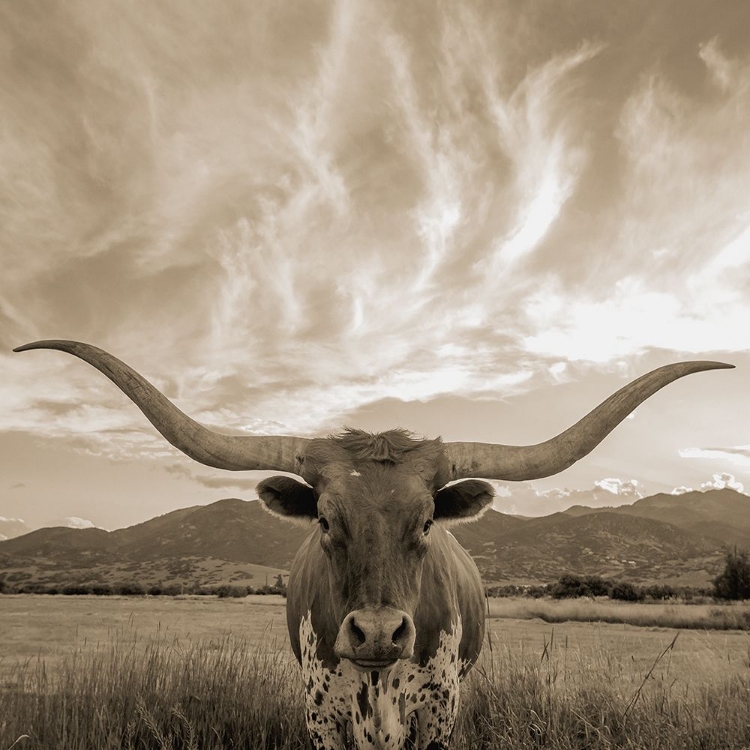 Picture of LONGHORN