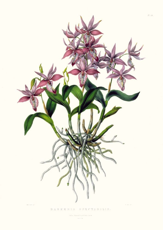 Picture of BARKERIA SPECTABILIS