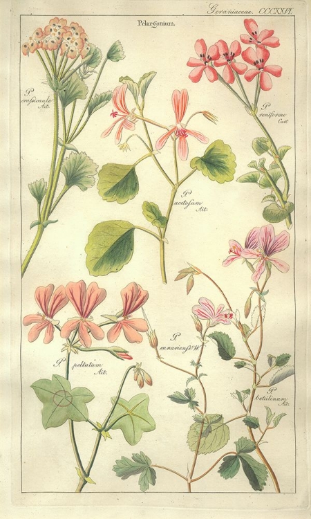 Picture of GERANAIACEAE PLATE 326