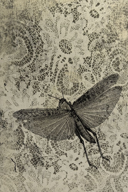 Picture of GRASSHOPPER AND LACE