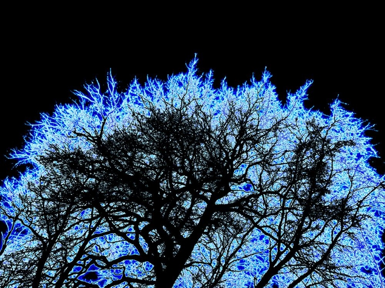 Picture of INFARED TREE 2