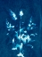 Picture of CYANOTYPE PLANT 2