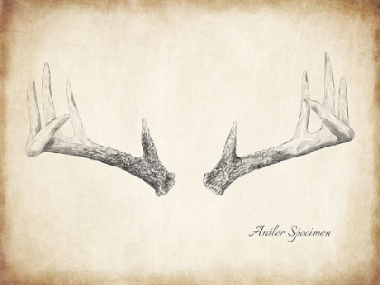 Picture of ANTLER SPECIMEN B