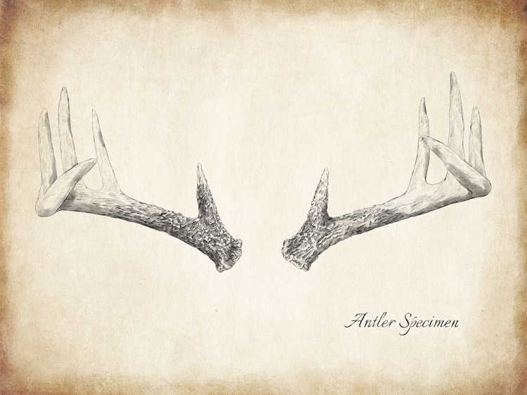 Picture of ANTLER SPECIMEN B